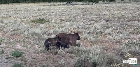 グリズリー399熊の親子