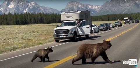 グリズリー399熊の親子