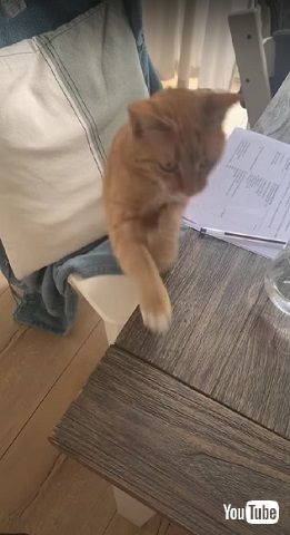 要求する猫