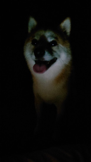 下から照らされた犬