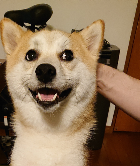 カートゥーンみたいな犬