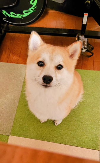 コーギーみたいな柴犬