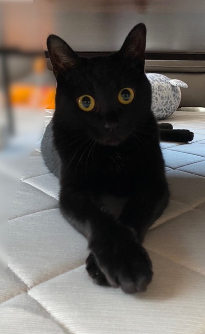 普段のカルビちゃん