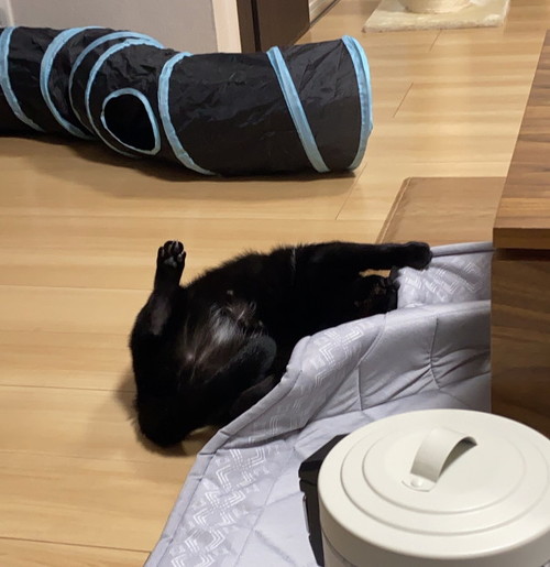 床で遊ぶカルビ