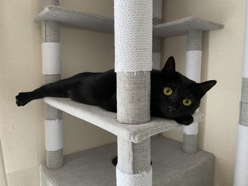 キャットタワー