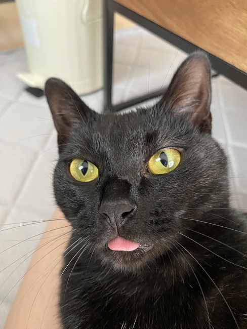 舌ペロ猫