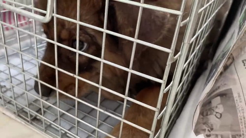 保護当時の野犬