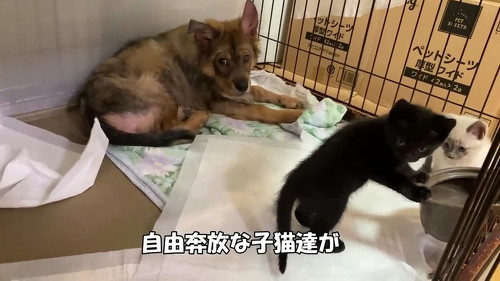 子猫に戸惑う子犬