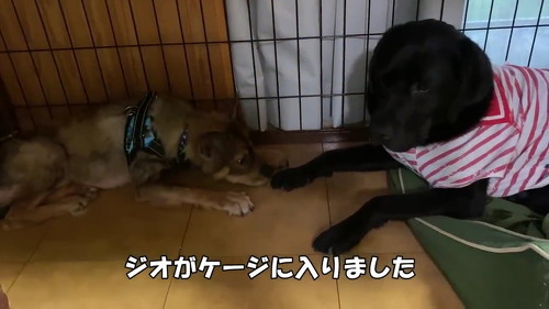 先輩犬と寝る子犬