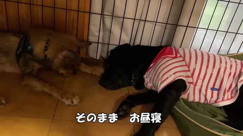 先輩犬と昼寝する子犬