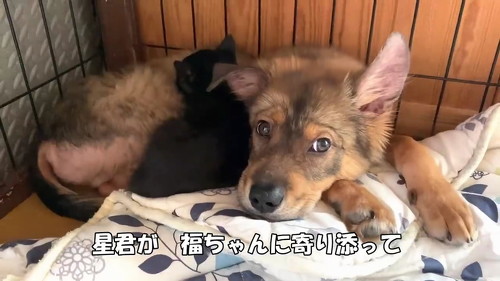 子犬と子猫