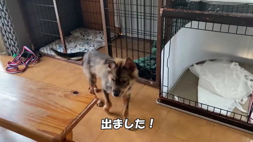 ケージから出た子犬