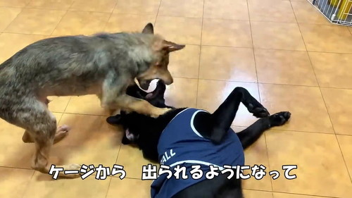 遊ぶ犬