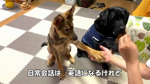 お手する犬
