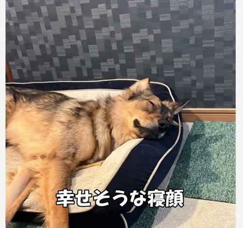 元野犬の寝顔