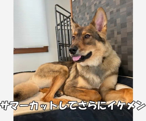サマーカットした犬