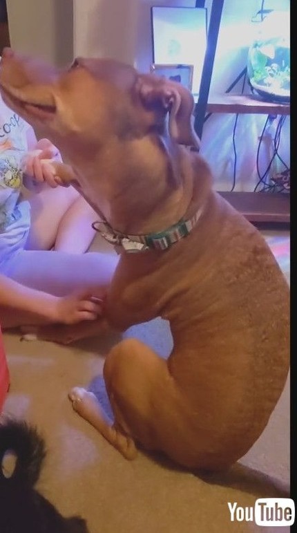 右前足カイカイされるワンコ