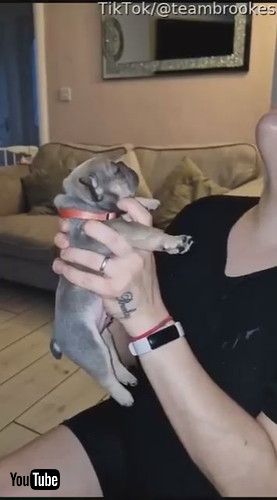 遠吠えを聞く子犬