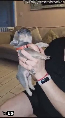 遠吠えする子犬