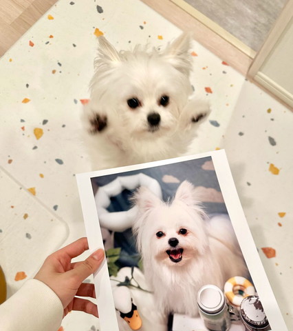 ワンコの写真とリアルワンコ