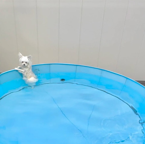 プールに入るワンコ遠目から