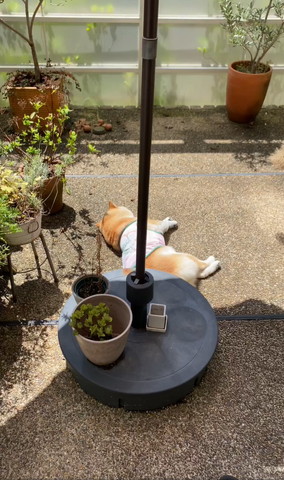 バルコニーで寝転ぶワンコ