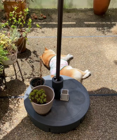 寝転ぶワンコトリミング