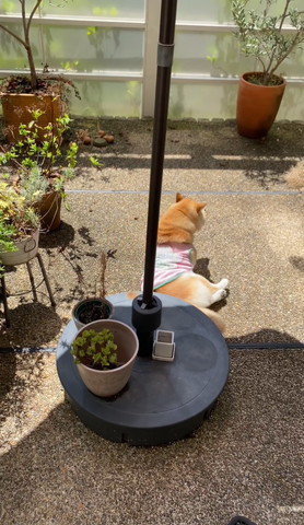 起き上がるワンコ