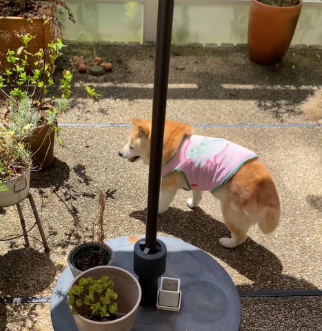 笑顔のワンコトリミング