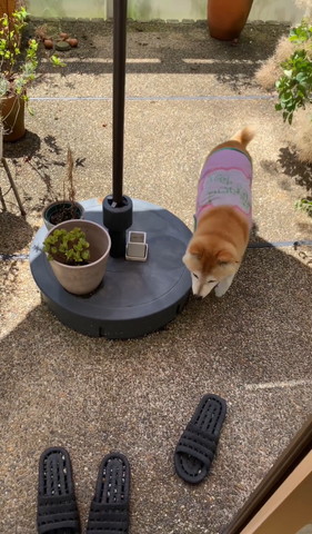 テーブルの横とおるワンコ