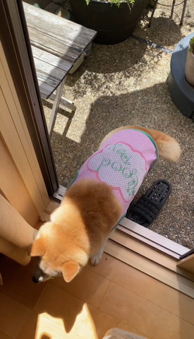 家に入ってくるワンコ