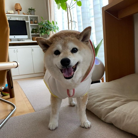 洋服着て笑顔ワンコ