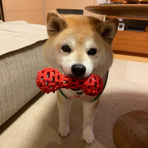 おもちゃくわえてるワンコ