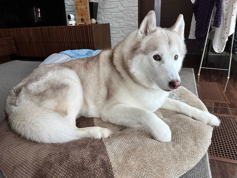 クッションでくつろぐ成犬