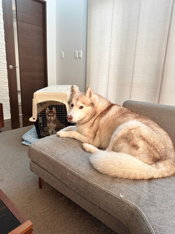 キャリーにいる子犬と成犬