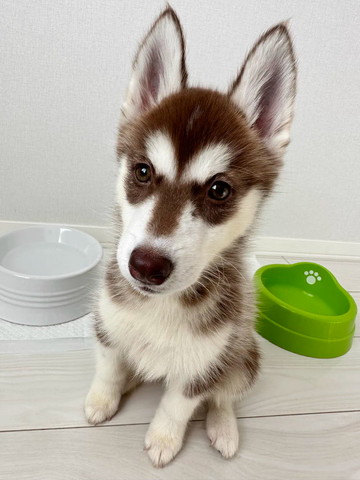 お座りしている子犬