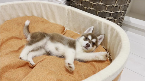 ウィンクして舌だしてるワンコ