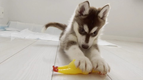 チキンのおもちゃと子犬