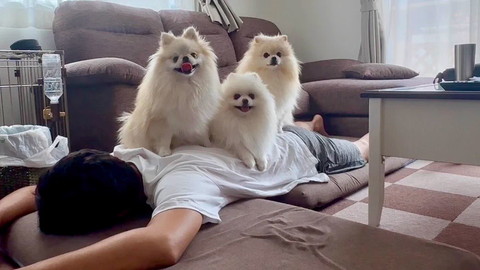 トドメさすポメ