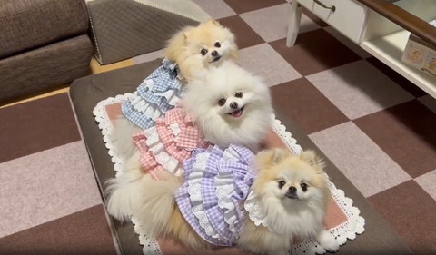 フリルの服着るワンコたち