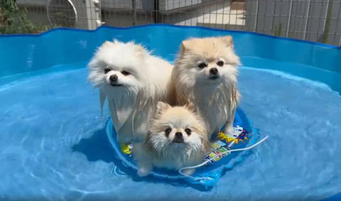 浮き輪にのるワンコ3匹