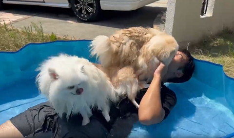 ワンコたちとパパさんプール