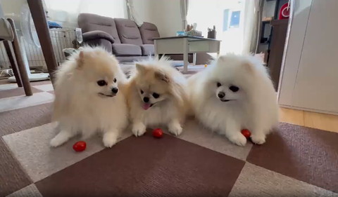 ミニトマトとワンコ3匹