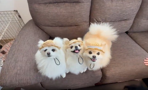 ソファにワンコ3匹