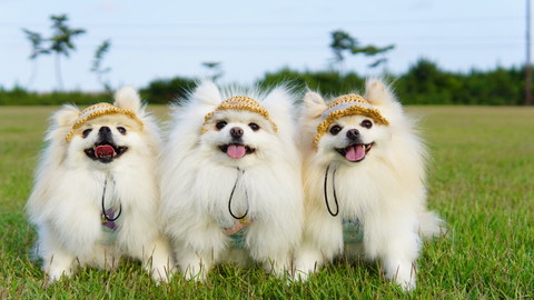 麦藁帽横並びワンコ