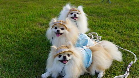 麦藁帽縦並びワンコ