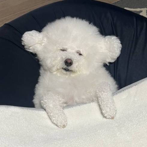 プンちゃん 寝たふり 起きてる