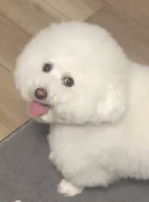 プンちゃん 寝たふり 起きてる