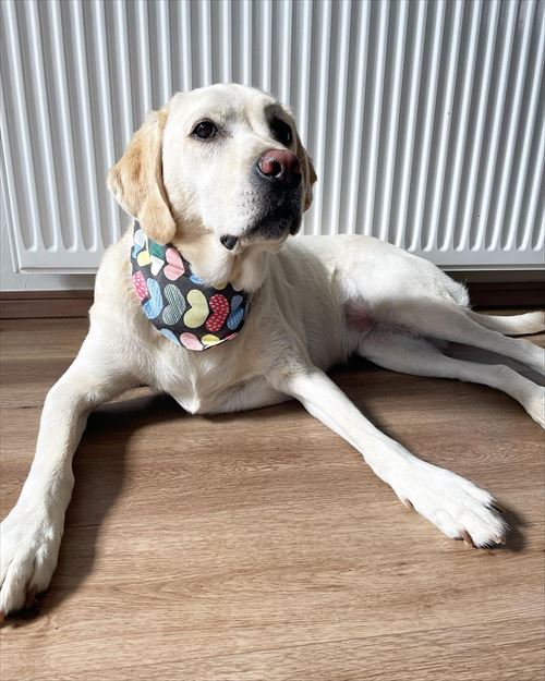 ラブラドール・レトリバー