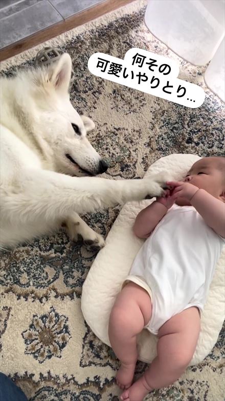 赤ちゃんと犬